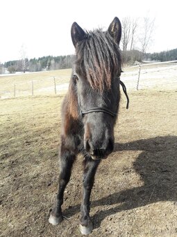 Sháním parťáka na druhého koně - 4