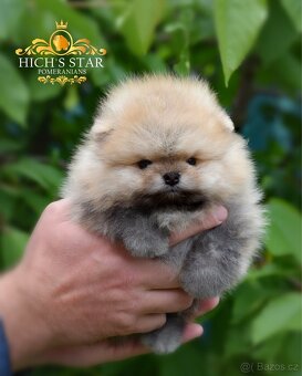 Pomeranian s PP FCI - 4