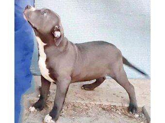 American Bully xl - 4