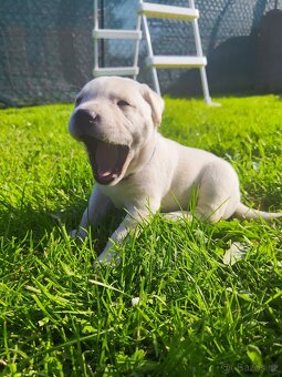 Štěňata labradora - 4