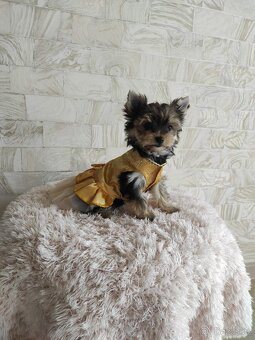 Yorkshire terrier s PP - jorkširsky terier - 4