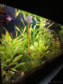 Krevetky neocaridina Blue dream - 4