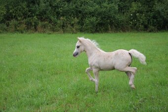 Luxusní welsh moutain pony - 4