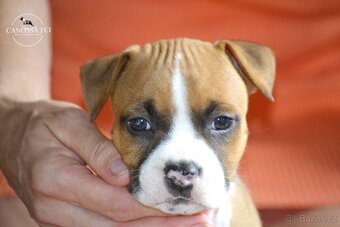 Americký stafordšírský teriér, pes po rodičích z USA - 4