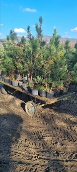 Borovice blatka a limba - 4