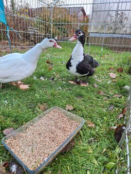 Kachna pižmová - 4