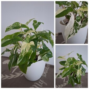 Pokojové rostliny - monstera albo, thai, syngonium albo.. - 4