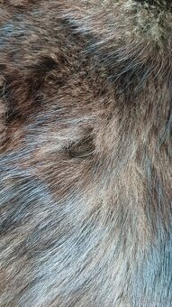 Kožešinové paleto - 4