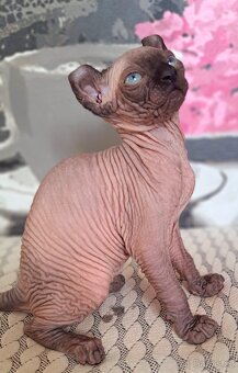 Exkluzivní koťátka Sphynx Elf – možnost rezervace - 4