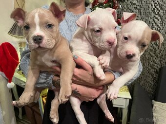 American bully pocket - 4