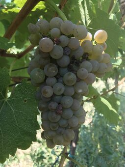 Prodám vinohrad s ovocným sadem - 4