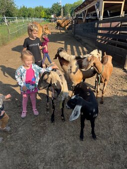 Anglonubijsky kozel - 4