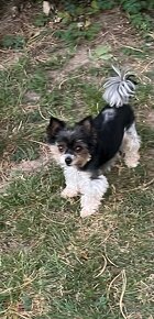 Hlídání pejsku - 4