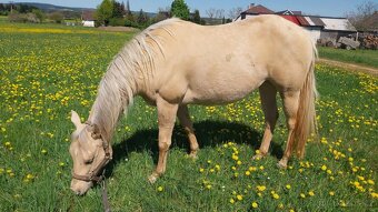 Klisna Quarter Horse nar. 2012 - 4