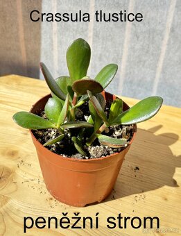 Crassula,Crassula ovata, tlustice, Money plant - 4