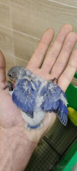 Agapornis ružohrdly - 4