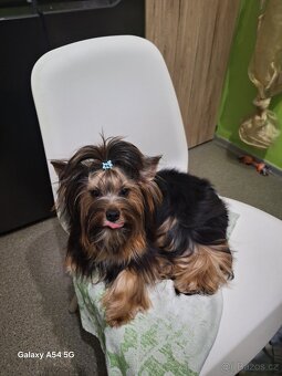 Jorkšírský teriér - 4