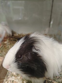 Morčatka, zakrslý králíček - 4