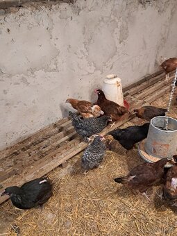 Kuřice před snaškou - 4