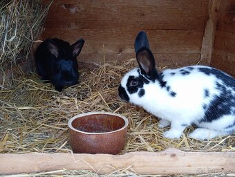 Kříženci do chovu - 4