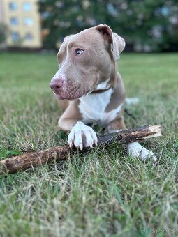 Štěně staford - 4