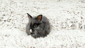 Zakrslý, králík, králíček - HOLLY - 4