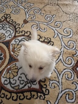 Německý špic bílý - 4