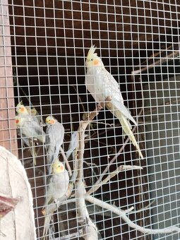 Korela chocholatá - 4