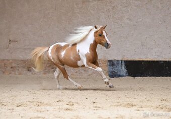 Připouštění plemenným hřebcem amerického minihorse - 4