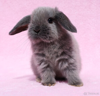 Mini beránek , kuní modrá samička s VP . - 4