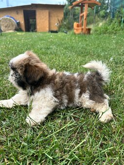 Shih-tzu - 4