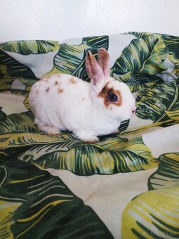 Zakrslí králíčci ze Znojma - 4