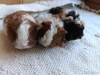 Morče / morčata / morčátko samičky - 4