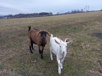 Prodám loňskou kozičku - 4