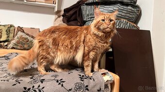 Mainské Mývalí kotě - 4