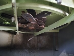 drtic kladivový - 4