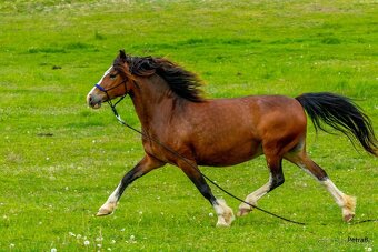 16-ti letá chovná klisna welsh pony sekce C - 4