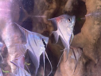 Pterophyllum scalare "Santa Isabel - 4