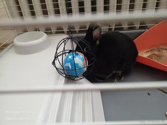 Prodám králíka i klec. - 4