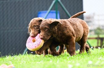 Hnědý retriever (jako hnědý labrador-chesapeake) s PP - 4