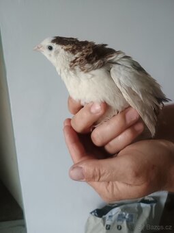 Násadová vajíčka, křepelka celadon - 4