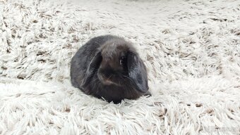 Zakrslý beránek,králík, králíček - BIBI - 4