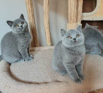 Britská koťátka - 4
