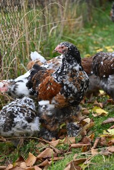 Kohouti brahmánky porcelánové - 4