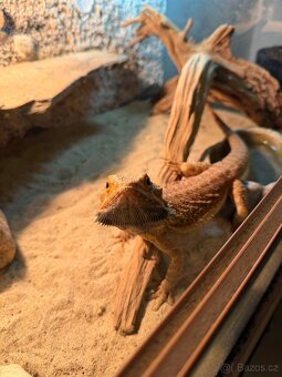 Agama vousatá + terárium - 4