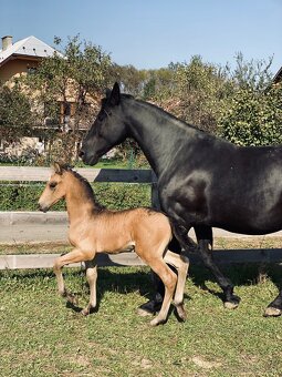 Hřebeček PREx fris - 4