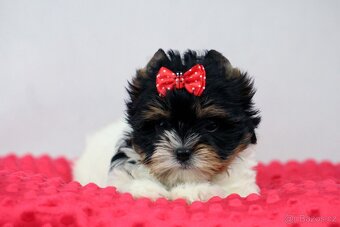 biewer yorkshire terrier s PP IHR - 4