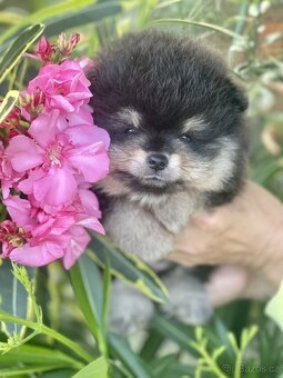 Nádherná štěňátka pomeraniana s PP - 4