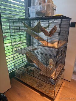 Degu hledaji milujici rodinu - 4