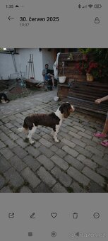 Anglický špringršpaněl - 4